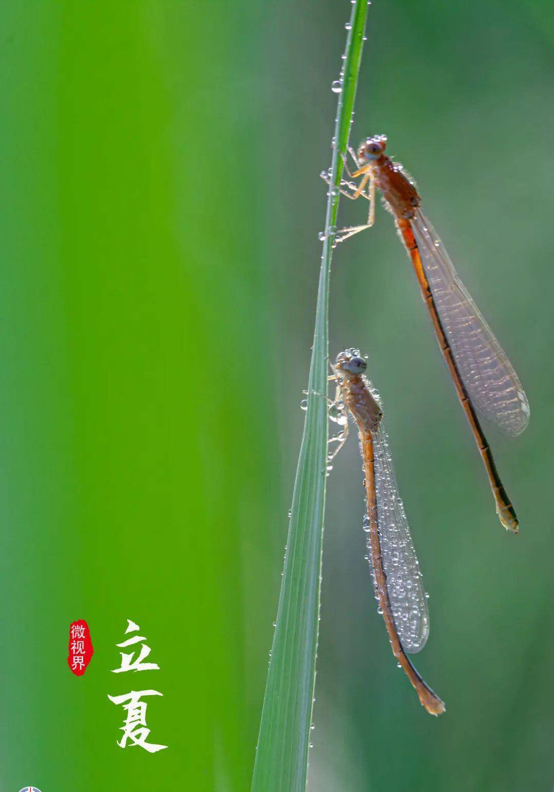 诵读二十四节气歌丨立夏：夏早日初长，南风草木香（夏早日初长,南风草木香拼音）