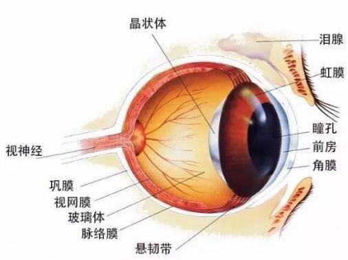 视网膜脱落究竟是个啥病？插图