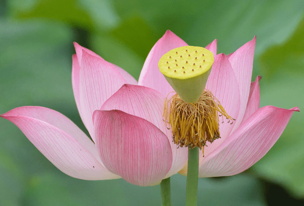 步入6月中旬,福星高照,4屬相福旺財旺,工作順利,事業步步高昇_生活