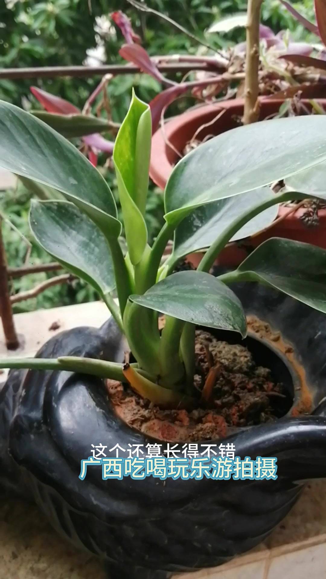 后面三盆是玫娜给的,分别是富贵花,圆叶椒草和文竹,原来都有