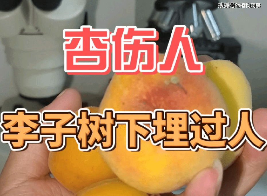 老人言:"桃养人杏伤人,李子树下埋死人",何解?杏怎么伤人了?