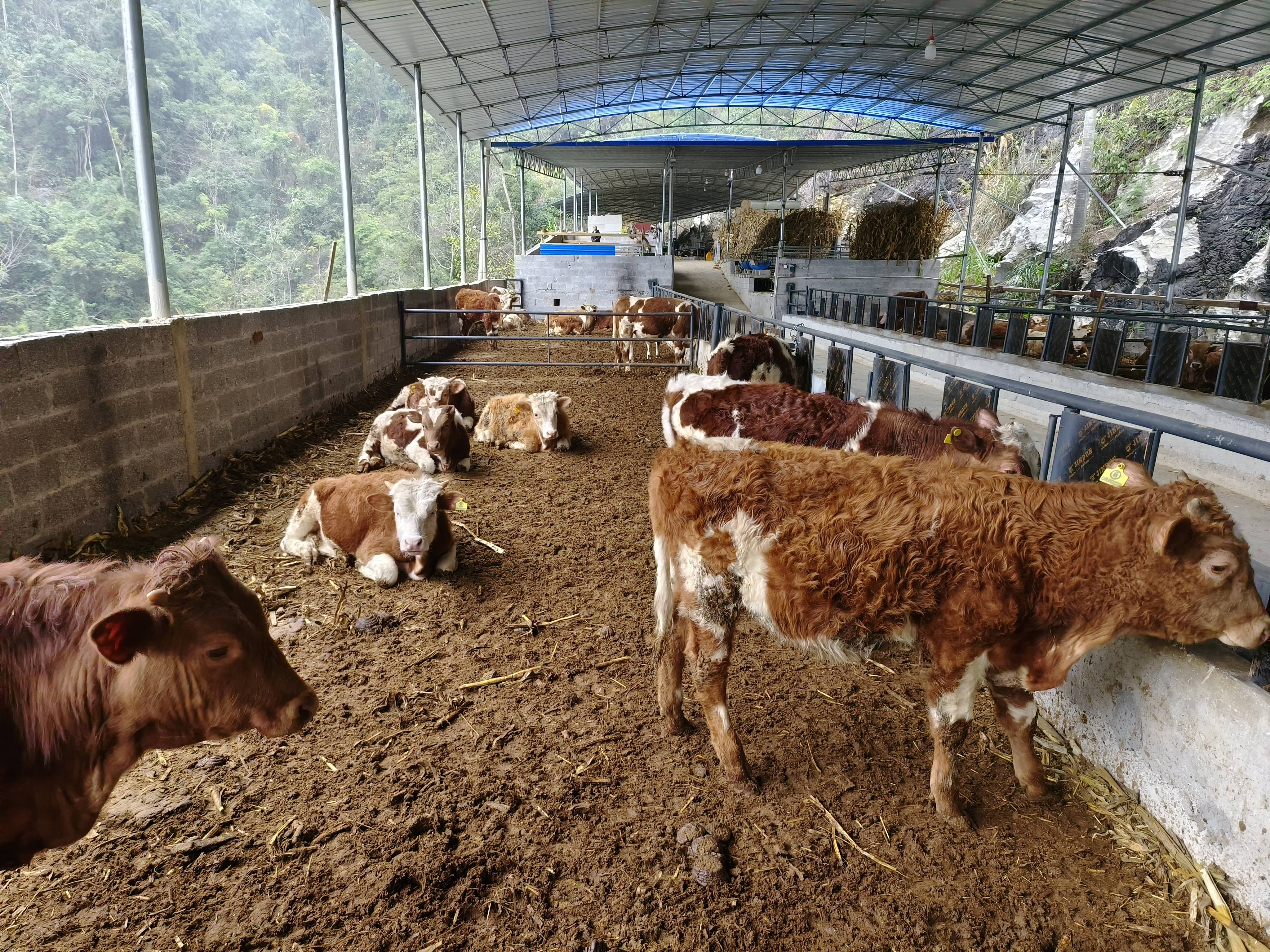 丰城市数百家养牛场采用了薄垫料发酵床技术,不用每天清理牛粪,牛场还