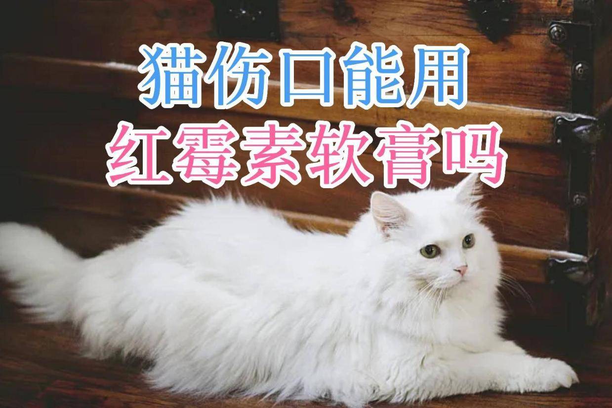 猫伤口能用红霉素软膏吗