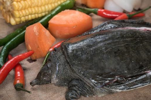 甲鱼能吃吗 搜狐网