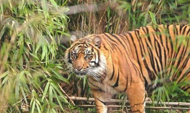 流窜两国吃了436人,猎人将其击杀后才发现吃人原因_老虎_习惯_人类