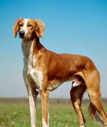 最名贵狗,第三个发威可以杀羚羊,最后一个无价之宝,忠心护主!