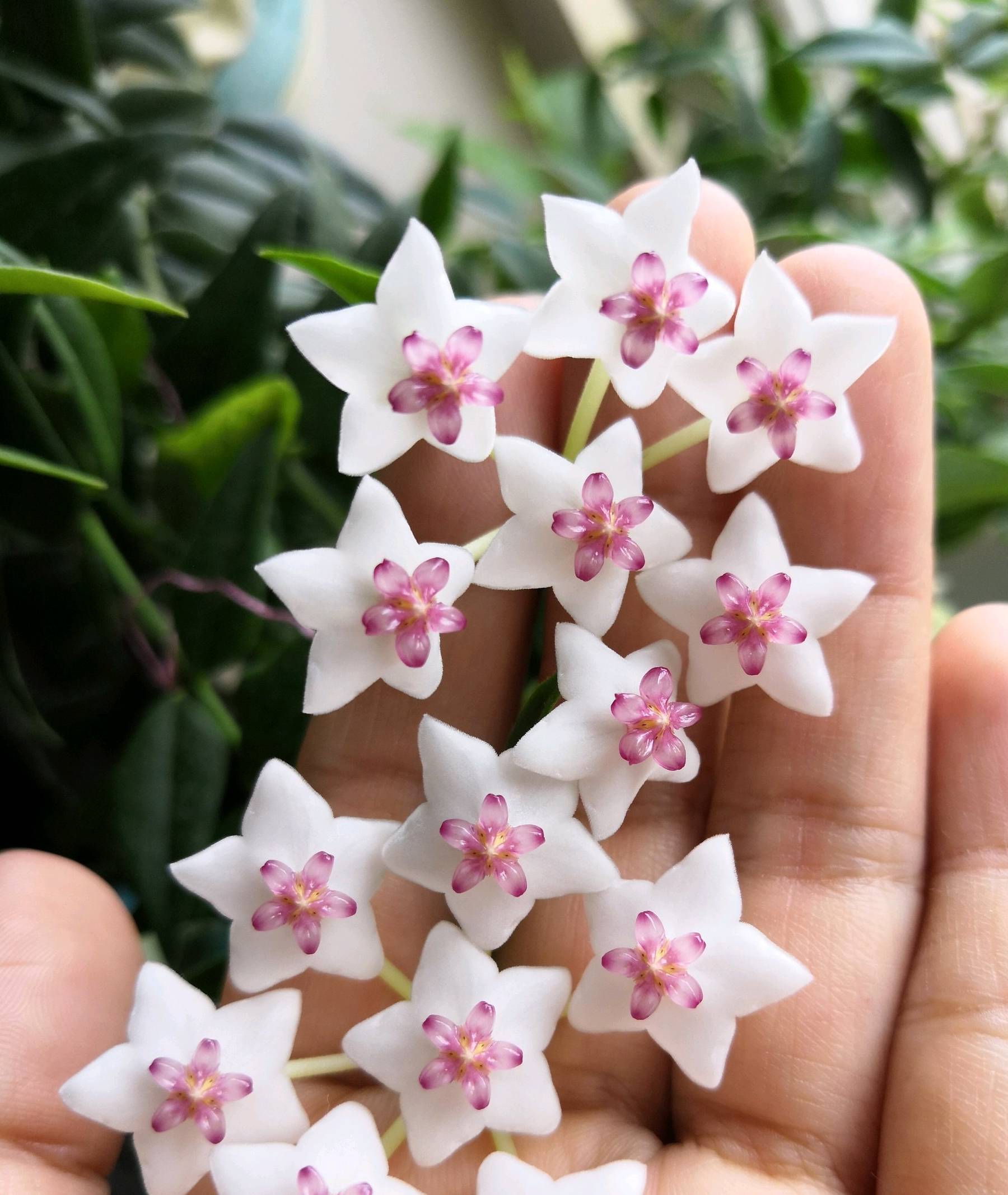 原创            此室内盆栽绿植，花叶共赏，清香幽远，花期长，易栽培，值得拥有-室内植物盆栽花卉怎么养