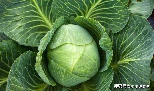 想养胃补肝，夏季吃这6样东西，保你胃好肝好！（养肝胃的食物有哪些）