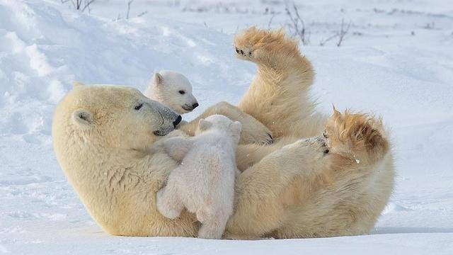 加拿大北极熊幼崽结束冬眠出洞玩,仿佛会武功,可爱但令熊妈发愁_妈妈