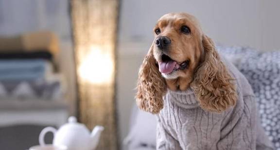 最让人省心的5种“小型犬”，是懒人必备款，你家狗上榜了吗？