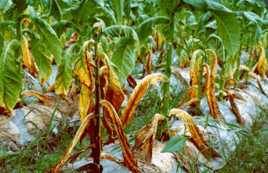 诺立青枯病噬菌体制剂即将上市,让你不再谈"枯"色变_病菌_危害_土壤