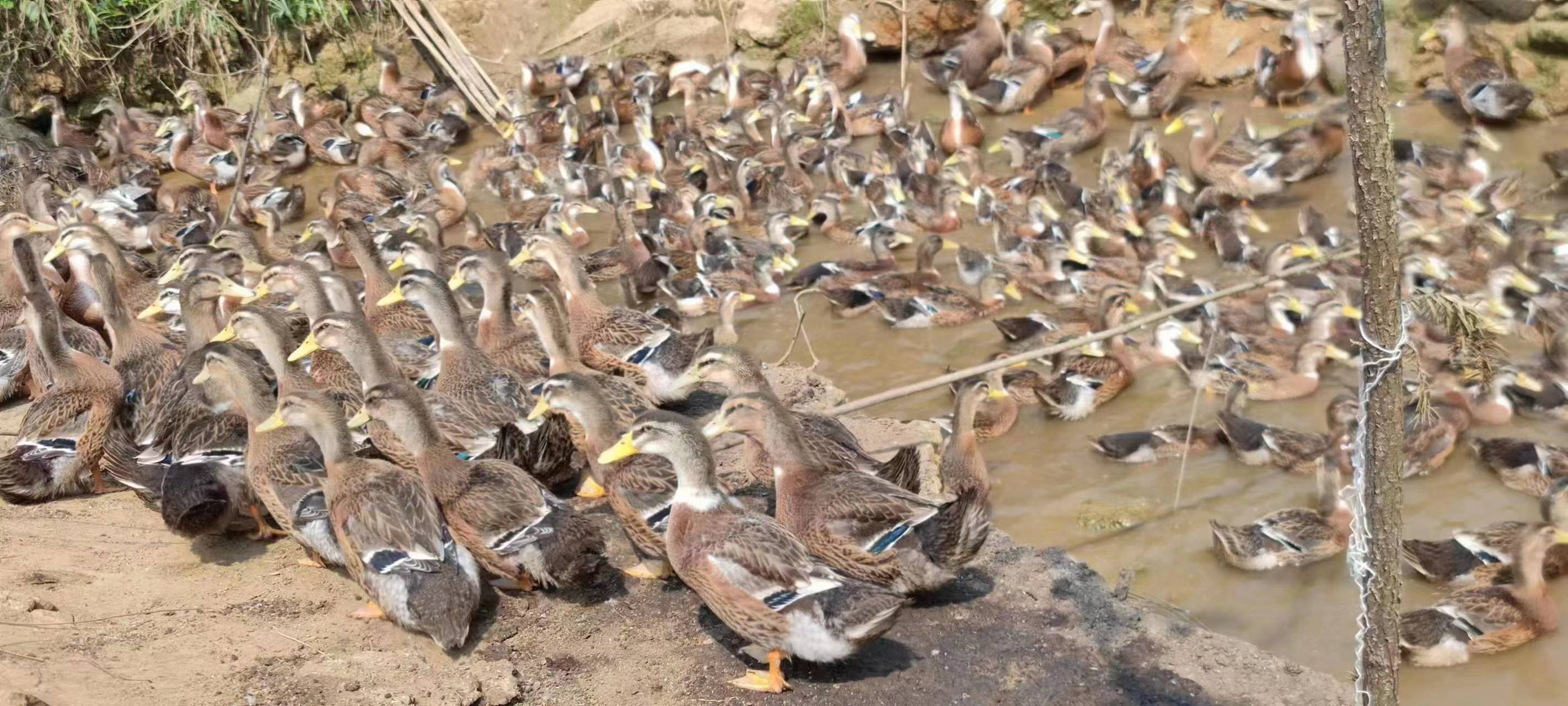 随着养鸭业规模急剧增加,养鸭场该如何有效疫病防控?
