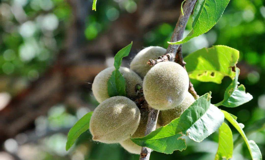 稍户营子镇北沟村:桃李满园结硕果,几多绿意红情!_柳条_蒙古语_村子