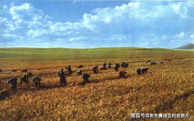 老照片 1971年的内蒙古锡林郭勒草原 牛马成群羊儿肥壮_饲料_机械化