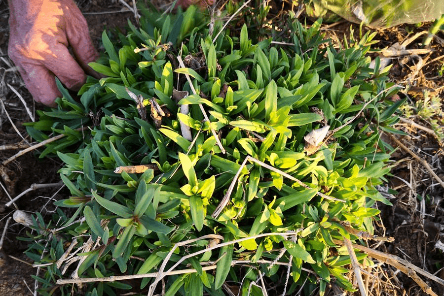 一清熱,二解毒,三助消化,5月這菜抓緊吃,鮮嫩營養高,別錯過_山麻_包子