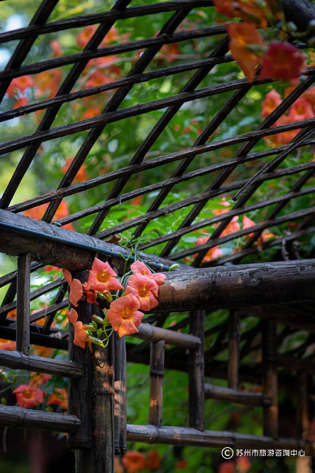 越热越烂漫,这些凌霄花墙不能错过_苏州古典园林_夏日_夏天