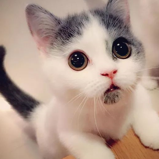 小奶猫天生就是表情帝,活像张大嘴的好奇宝宝_一致_猫咪_美国