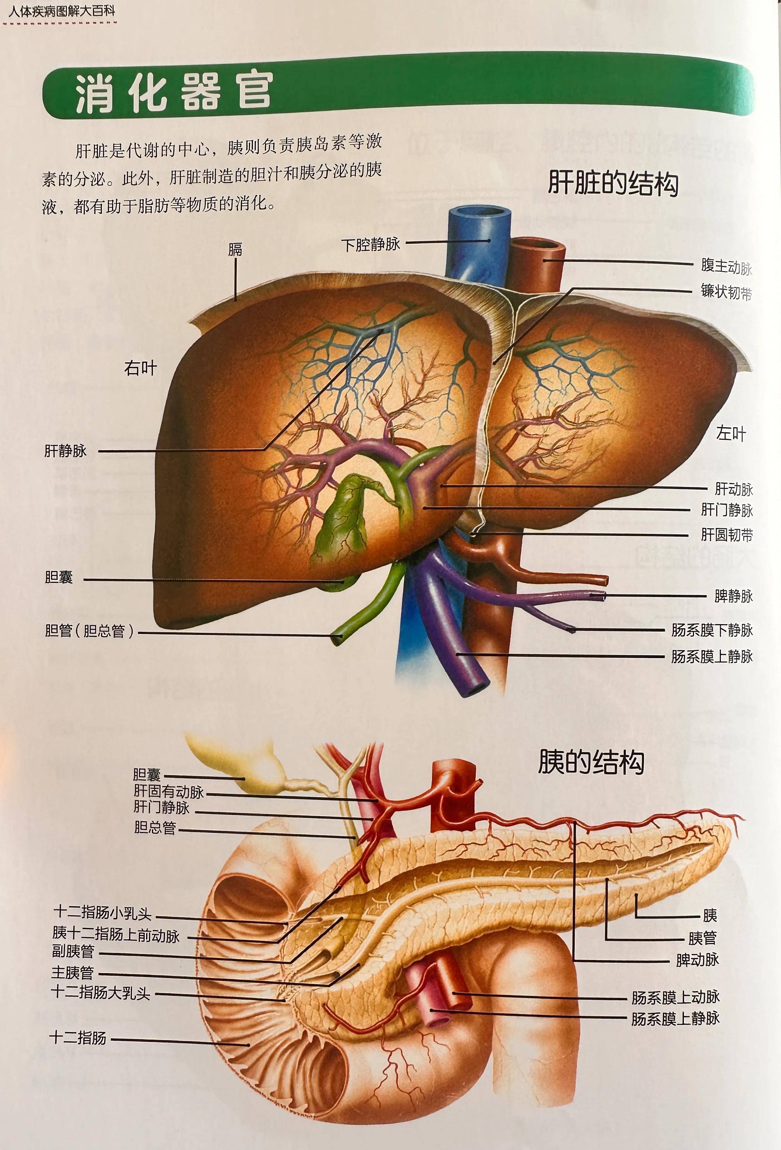 肝部结构图图片