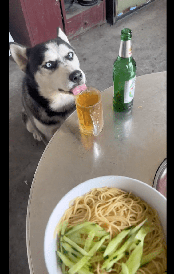主人中午吃饭的时候,哈士奇偷喝了他的啤酒,一会就不省人事了!