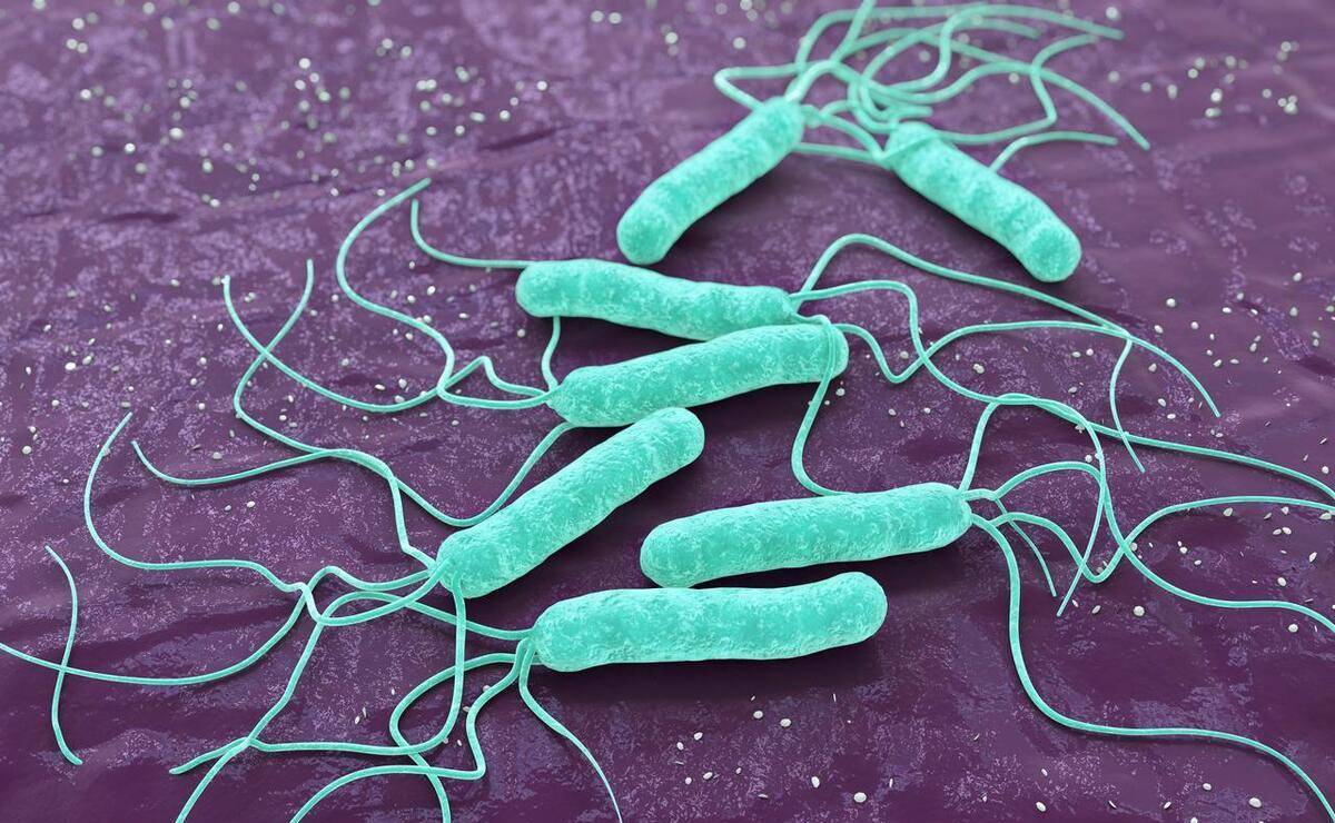 它是一种微小而弯曲的细菌，具有特殊的形态结构和运动方式。 属于革兰氏阴性菌。