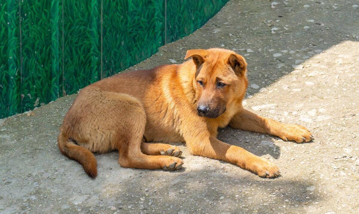 小孩子河中嬉戏被水流卷走,危急时刻土狗大黄跃入河中奋力救主_北大荒