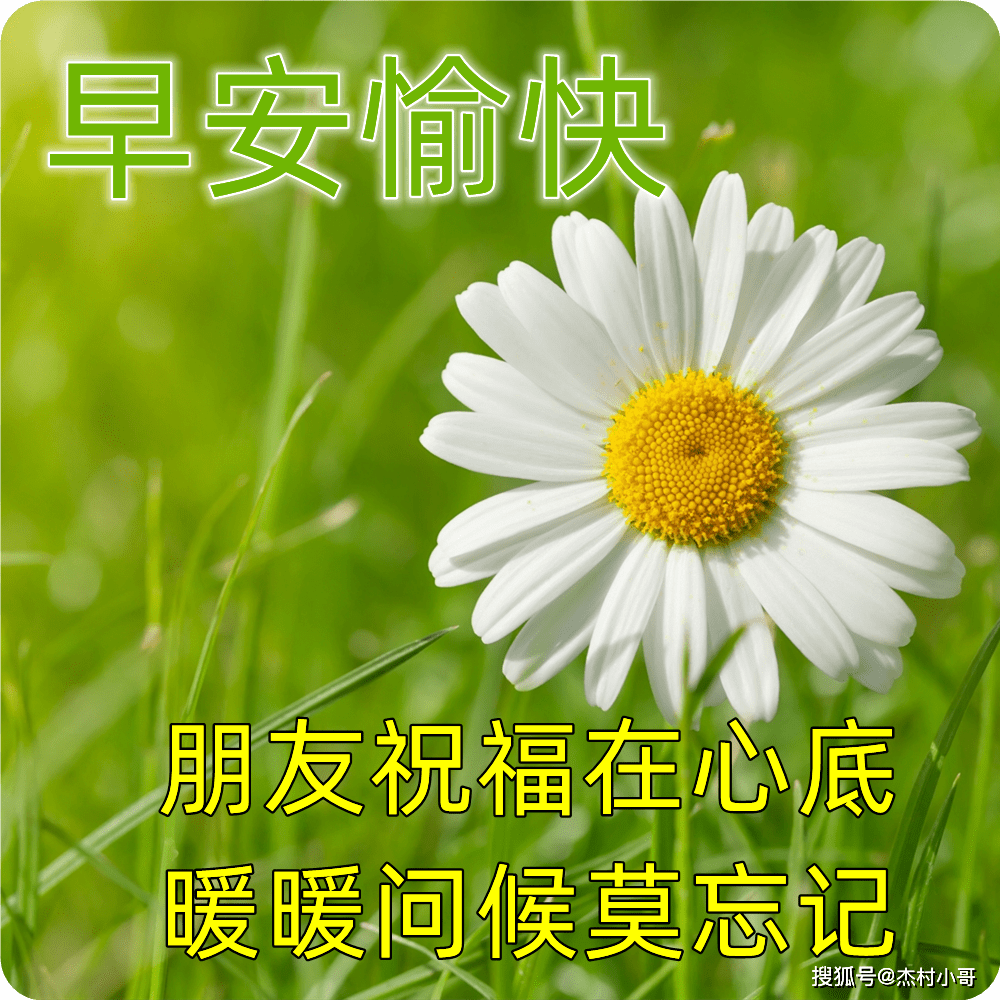 原创            6月7日最新早上好图片精选 早上好图片鲜花带字问候-2021年6月早上好动画表情