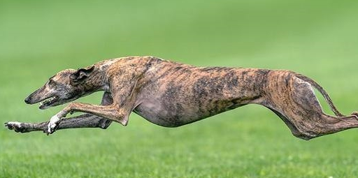 拥有超快速度的灵缇犬,是天生的运动员,主人该如何饲养一只灵缇_品种