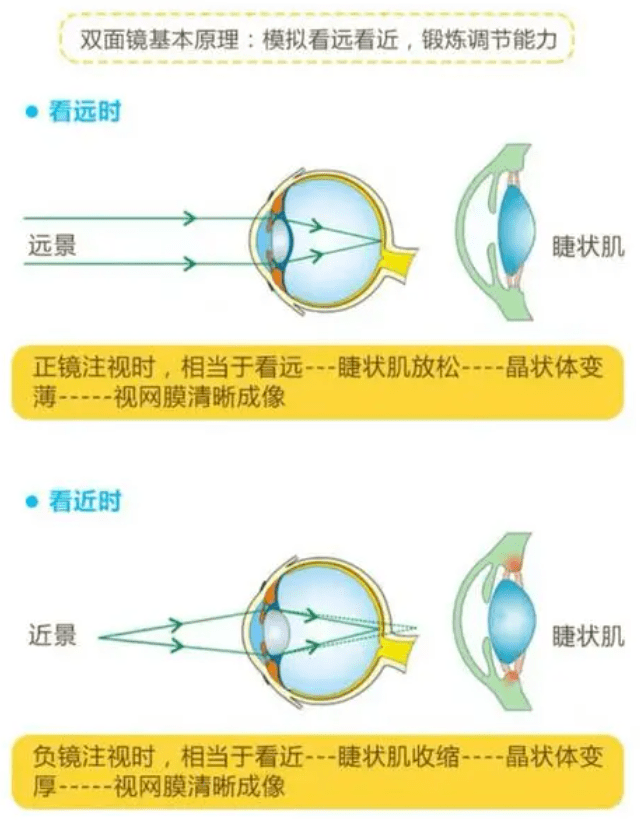 眼视光基础part 2---眼睛的调节_屈光_晶状体_视网膜