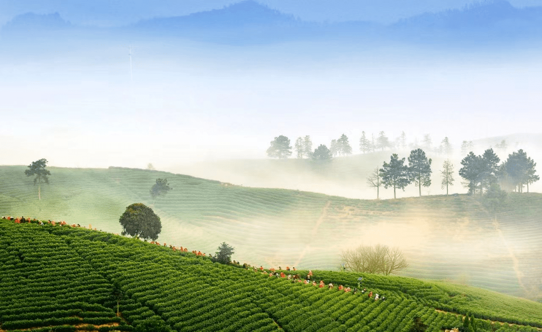 安吉白茶持续叫响的三个秘诀_茶园_茶叶_生产