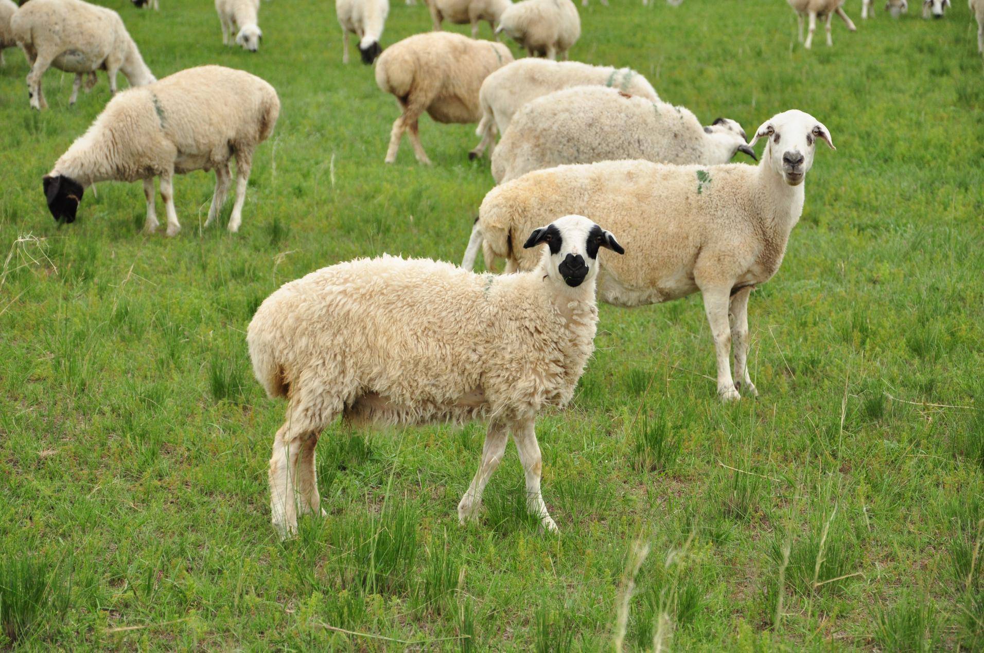 有着熊猫面相的大尾巴羊抢"鲜"高端市场,乌虎羊让草原香更有味