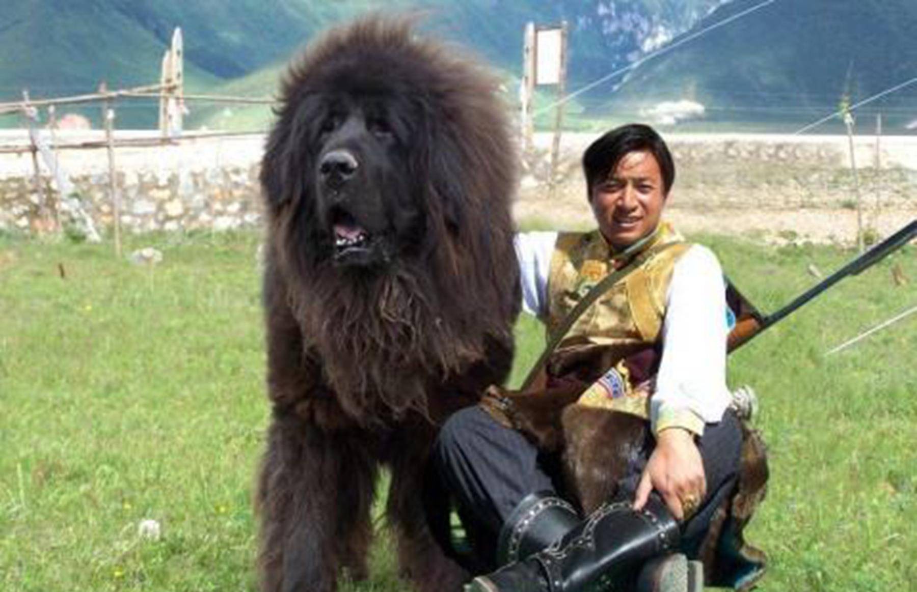 曾经一只4000万,如今便宜到成为饭馆菜品_藏獒_价格_马俊仁