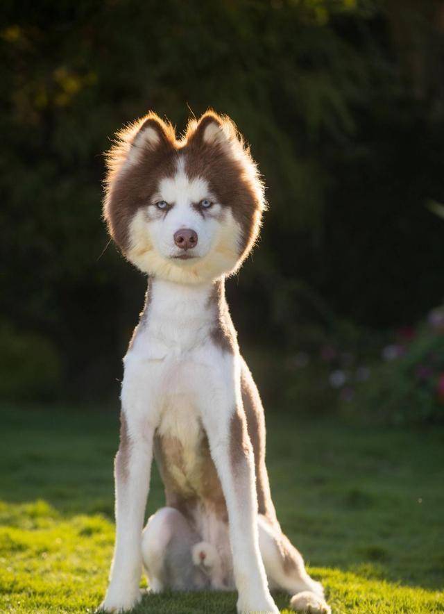 为了降温雪橇犬主人给它的阿拉斯加犬设计成了羊驼_whiskey_发型_秀兰