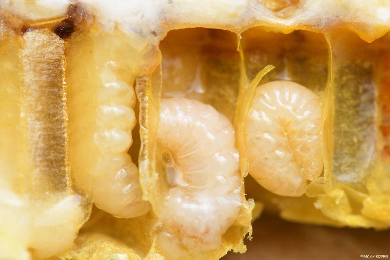 揭秘蜂王浆的产生过程,每一滴都是蜜蜂血液