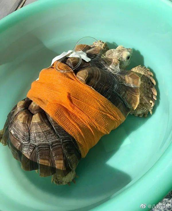 第一次在一个鸟头上看到鼻青脸肿,搞笑萌宠_动作_段子_图片