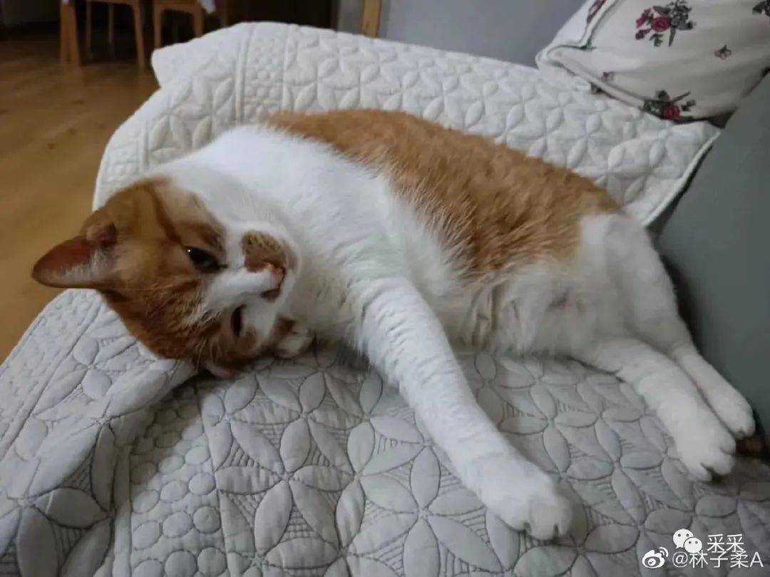 第一次在一个鸟头上看到鼻青脸肿,搞笑萌宠_动作_段子_图片