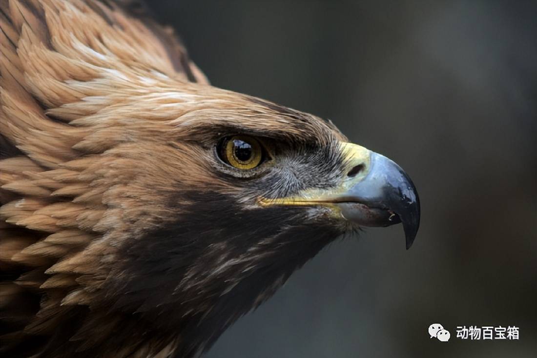 号称猛禽之王的金雕,有啥特别之处?空中击杀天鹅,地面捕食野狼_猎物_