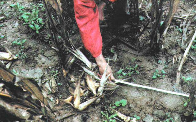 三峡猴娃是不是野人?20年来,猴娃的六大变异为何无解?