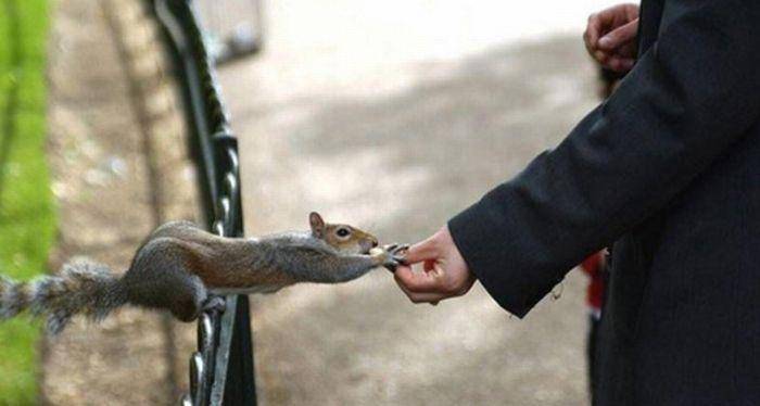 保持平衡湿脚捉老鼠大白鲨喂海鸥落入圈套当海豚遇见鲸鱼洗脸麻雀跳远