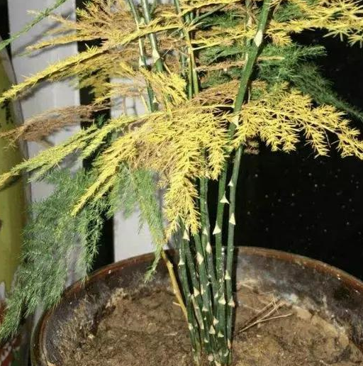 夏天用白糖水淘米水浇文竹?快住手,否则浇一盆,死一盆_进行_修剪_植株