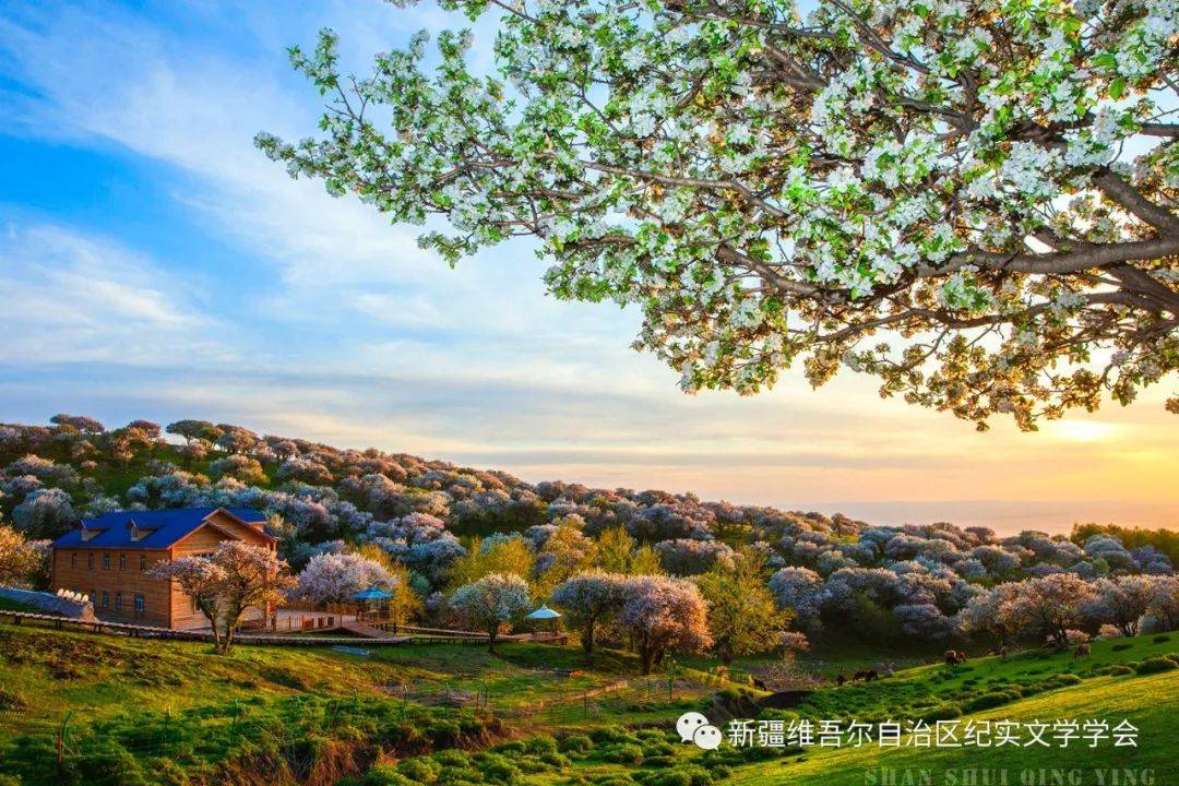 畅游山川额敏|一步一景一画卷——国家4a级旅游景区额敏县野果林