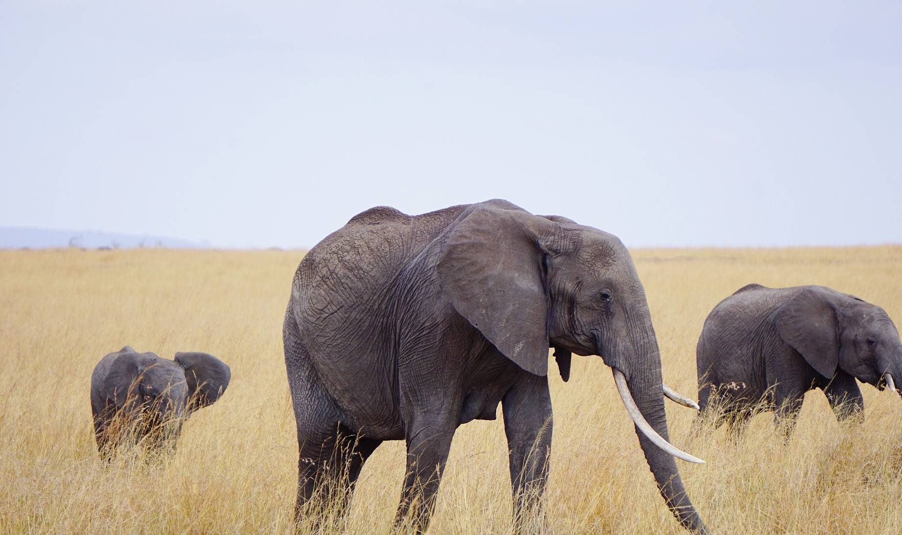 云南大象迁徙的原因是什么?和狗舍命护主是一个道理_本能_时候_伊拉克