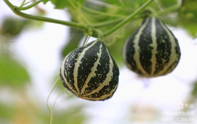 省海南州贵南县沙沟乡人大代表团参观陕西葫芦大观园墨西哥七彩葫芦