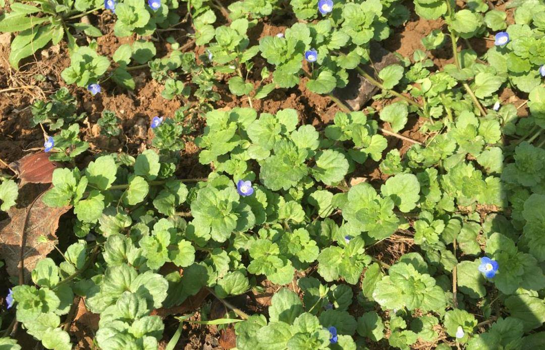 民间的"双肾草",是老人眼中的宝贝,每年采2次,功效真不简单