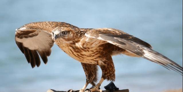 渠道之三,指定辽阳行省治所官方捕鹰纳贡.