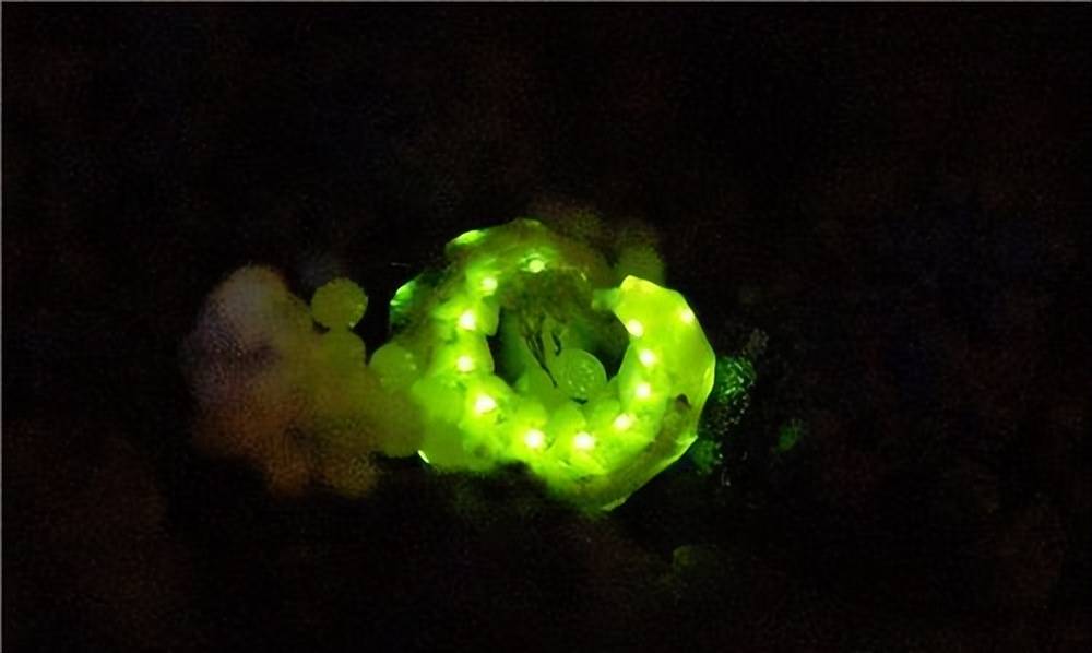 自带三排"小夜灯",发光为求偶,其"虫生故事"很凄美_虫子_萤火虫_因为