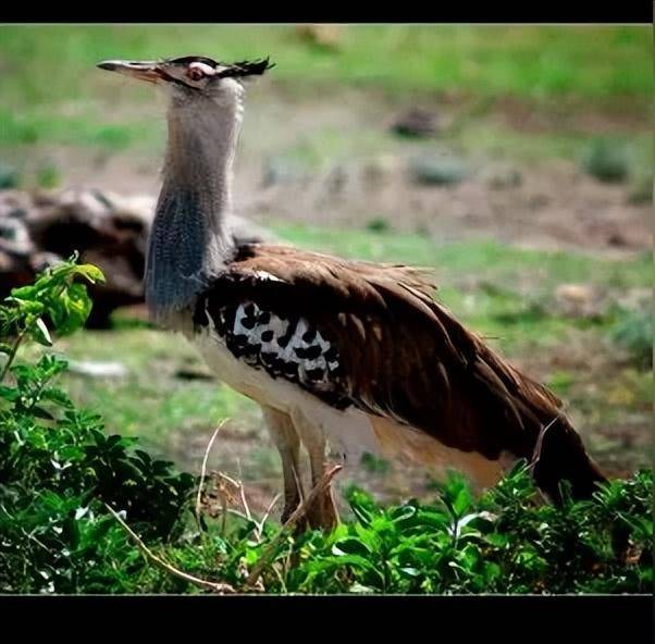 看了鸨鸟怎么交配,才知道古代青楼的老板娘,为何叫"老鸨"!