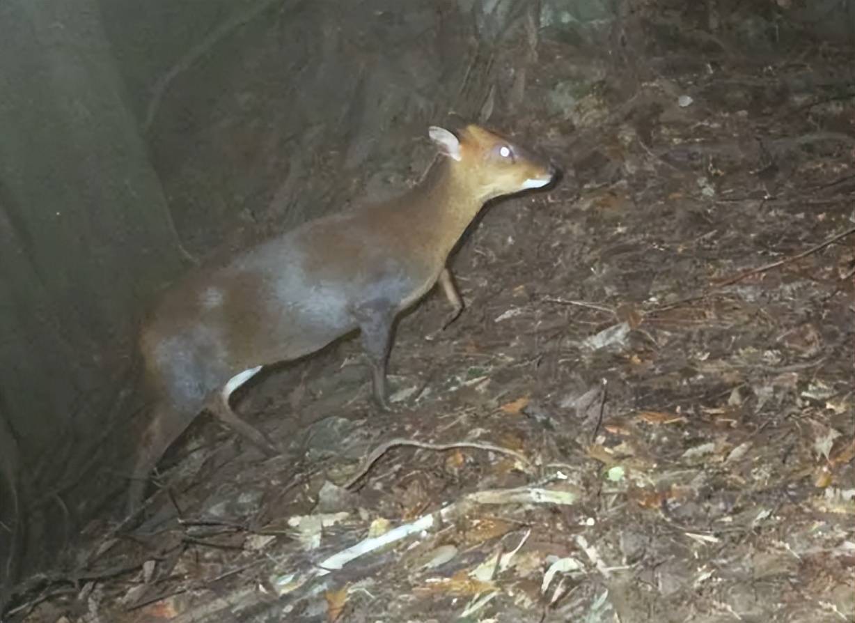 两地皆发现白麂,传说里会带来厄运的象征,白麂却成为祥瑞