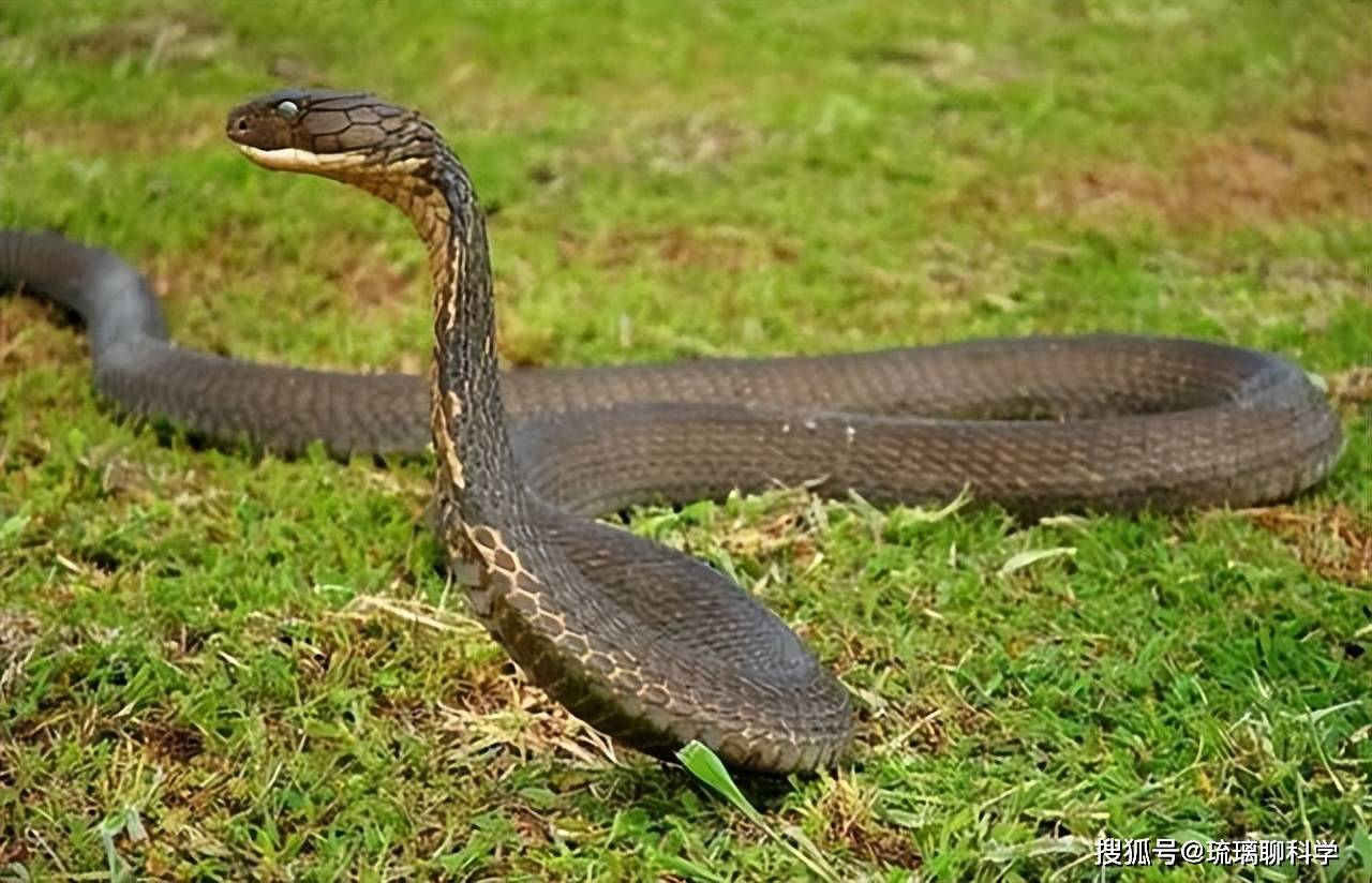 幼儿园竹林惊现眼镜王蛇和30枚蛇蛋，眼镜王蛇是什么？如何预防？