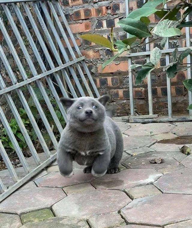 這狗怎麼一副滑稽表情?一看就不是什麼正經狗!_人類_動物_馴化