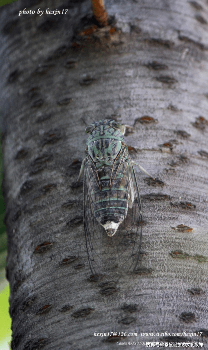 梅花鹿角解,黑蚱蝉始鸣,白昼时间最长,为何说"夏至不过不热"?